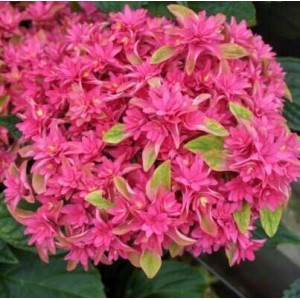 Гортензия Hydrangea You&Me Princess Diana