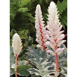 Акант Acanthus