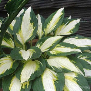 Хоста Hosta Color Festival