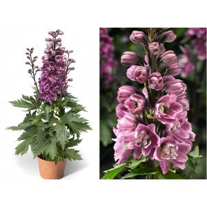 Дельфиниум Delphinium Delfina Rose White Bee