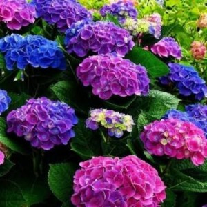 Гортензия Hydrangea Хамелеон