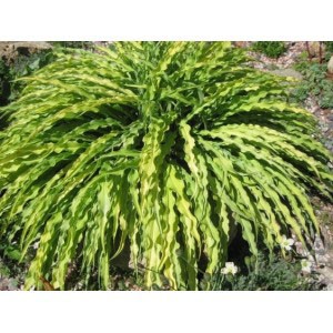 Хоста Hosta Curly Fries