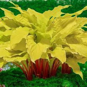Хоста Hosta Lipstick Blonde