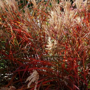 Мискантус Miscanthus Navajo