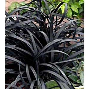 Офиопогон Ophiopogon Nigrescens
