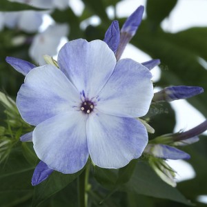 Флокс Phlox Flame Marine