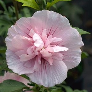 Гибискус сирийский Pink Chiffon