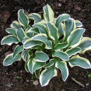 Хоста Hosta Funny Mouse