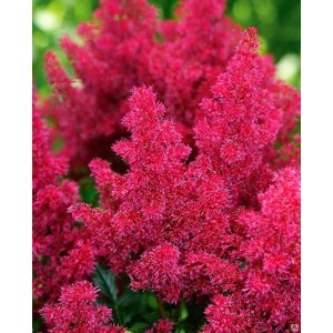 Астильба Astilbe Koblenz