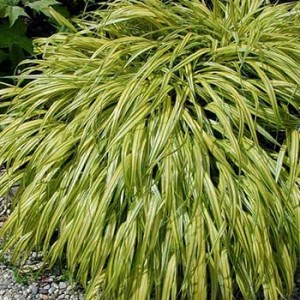 Хаконехлоя Hakonechloa Stripe It Rich