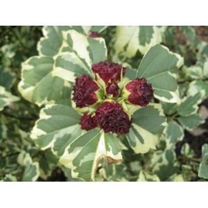 Гибискус сирийский Purpureus Variegatus