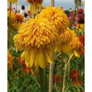 Эхинацея Echinacea Pineapple Sundae
