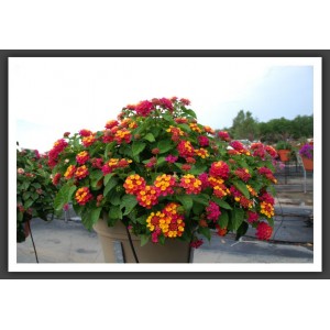 Лантана Lantana camara Bandana Cherry