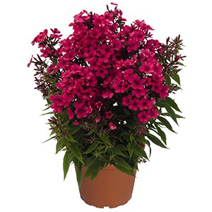 Флокс Phlox Early Red 