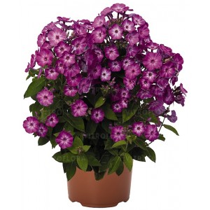 Флокс Phlox Flame Purple Eye Флокс Phlox Flame Purple Eye