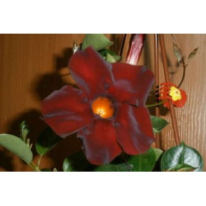Диплодения Sundaville Velvet