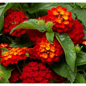 Лантана Lantana camara Bandana Red