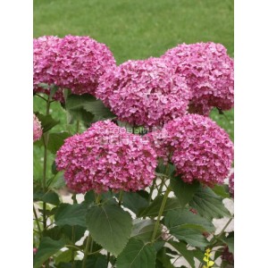 Гортензия paniculata Hydrangea Magical Pinkerbell