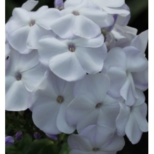 Флокс Phlox Ладога