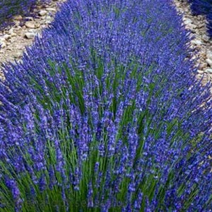 Лавандула Lavandula Sentivia Blue