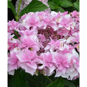Гортензия Hydrangea Doppio Rosa