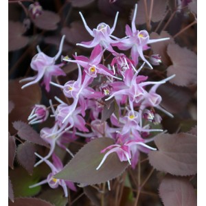 Горянка Epimedium Crime Scene
