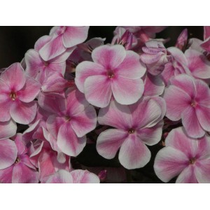 Флокс Phlox Красотка