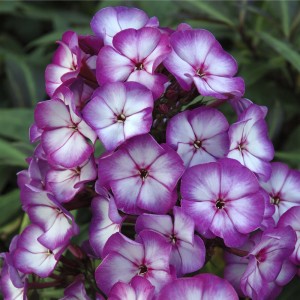 Флокс Phlox Sweet Summer Fantasy