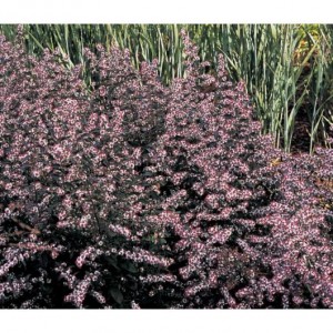 Астра Aster Lady in Black