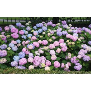Гортензия Hydrangea Endless Summer
