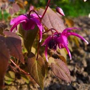 Горянка Epimedium Red Beauty