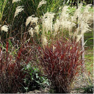 Мискантус Miscanthus Dronning Ingrid