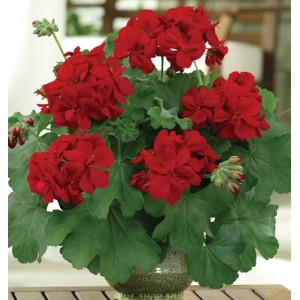 Пеларгония Champion Red Improved