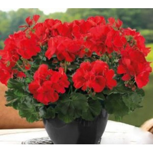 Пеларгония  Champion Fire Red