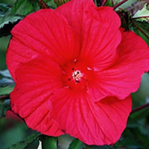 Гибискус Hibiscus Fireball