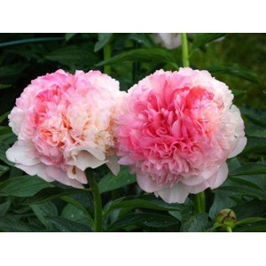 Пион Paeonia Salmon Glory