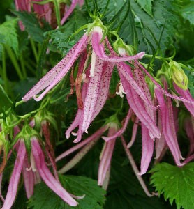 Кампанула Campanula Pink Octopus
