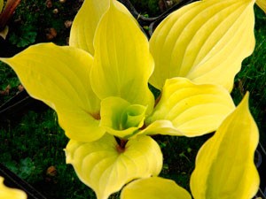 Хоста Hosta Fire Island