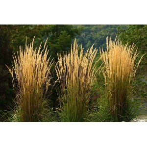 Вейник остроцветковый Карл Фоерстер Calamagrostis acutiflora Karl Foerster 