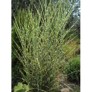 Мiскантус Miscanthus "Zebrinus"