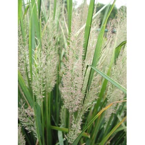 Вейник бриллиантовый Calamagrostis brachytricha Вейник бриллиантовый Calamagrostis brachytricha