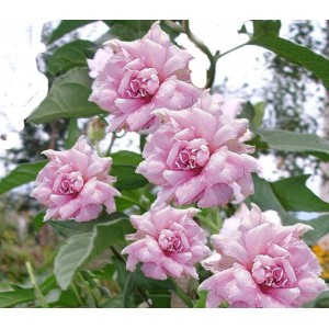 Калистегия Flore Pleno