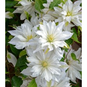 Клематис Clematis First Love