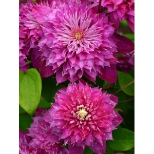 Клематис Clematis Kaiser