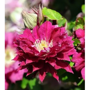 Клематис Clematis Red Star