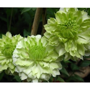 Клематис Clematis Yukiokoshi