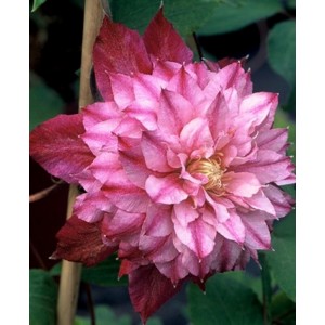Клематис Clematis Patricia Ann Fretwel