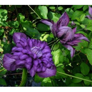 Клематис Clematis Mary Rose