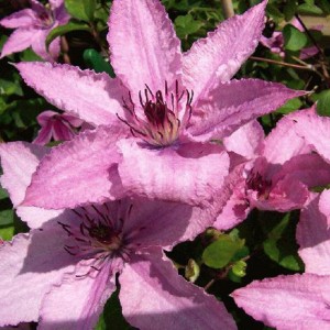 Клематис Clematis Hagley Hybrid