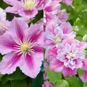 Клематис Clematis Piilu